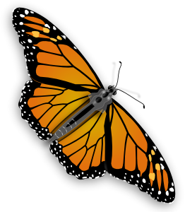 monarch-butterfly